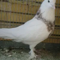 طوقی نر هفت رنگ