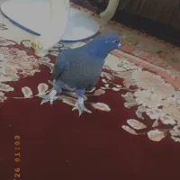 جوجه کفتر