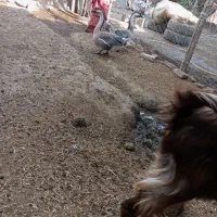 قوغاز نرو ماده|حیوانات مزرعه|مینودشت, |دیوار