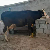 گاو آلمانی با گوسالشه
