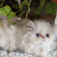 پرشین سوپرفلت دوماهه|گربه|کرمانشاه, |دیوار