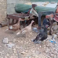 بوقلمون|حیوانات مزرعه|خرمدره, |دیوار