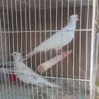کبوترخانگی کاکلی