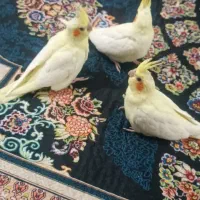 جوجه ی عروس هلندی ۴۰روزه|پرنده|بندر دیر, |دیوار