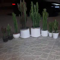 افوربیا در انواع مختلف و نخل ماداگاسکار|گل و گیاه طبیعی|کرمانشاه, |دیوار