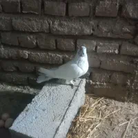 کبوتر صید شده