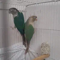 مودم معاوضه‌با گرینچیک راهب کوتوله طوطی