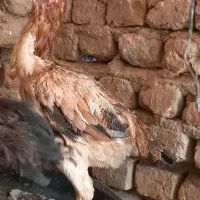 مرغ خروس لاری|حیوانات مزرعه|مشهد, ابوذر|دیوار