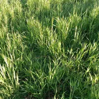 میش قوچ بره بزغاله