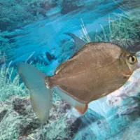 ۲تا ماهی دالر بزرگ|ماهی|بروجرد, |دیوار