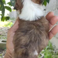 خوشگلهای سوپر فلت|سگ|رشت, پسیخان|دیوار