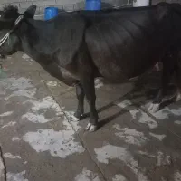 گاو