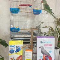 شاه طوطی دستی و آرام و جوان زیبا|پرنده|شیراز, ارم|دیوار