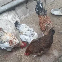 دو تا خروس محلی درشت