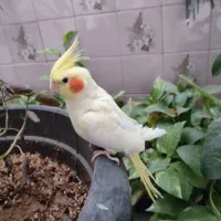 عروس هلندی|پرنده|محلات, |دیوار