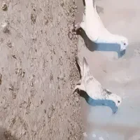 کفتر گلی پلاکی|پرنده|مرودشت, بیست متری بیمارستان|دیوار