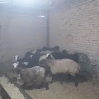 میش.بز.بره.بزغاله|حیوانات مزرعه|قم, پردیسان|دیوار