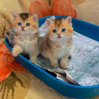 گربه های دوست داشتنی نژاد اسکاتیش بسیار زیبا