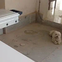 شیتزو انکل تراپی با شناسنامه|سگ|مشهد, بهار|دیوار