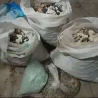 سنگ و صدف|ماهی|قم, خاکفرج|دیوار