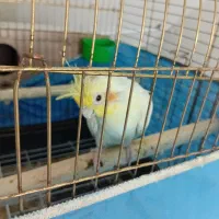 کفتر طوقی  وعروس هلندی