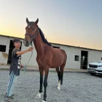 چند راس اسب های نژاد خارجی دو سر