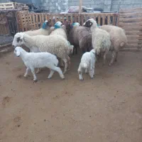 میش ابستن وزاییده