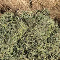 یونجه قیمت ۳۵ تا ۴۰ هزار تومان کاه توافقی