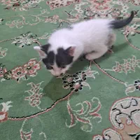 گربه|گربه|مرودشت, بیست متری بیمارستان|دیوار