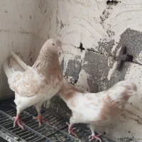 زردی|پرنده|بومهن, |دیوار