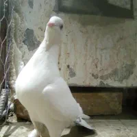 ماده رنگه|پرنده|قائن, |دیوار