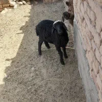 بره وبزغاله