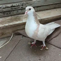 کبوتر کرباتی ماده سالم