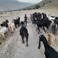 گله بز کوچک داشتی|حیوانات مزرعه|کازرون, |دیوار