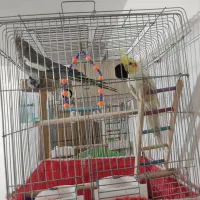 عروس هلندی جفت ضمانتی با قفس