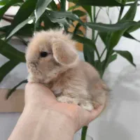 بچه خرگوش مینی لوپ لپ مینیاتوری اموزش دیده|موش و خرگوش|مشهد, هفده شهریور|دیوار