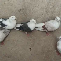 8 تا کفتر درجه یک