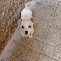 سگ پا کوتاه