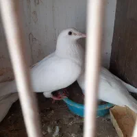 کبوتر مسافتی اصل