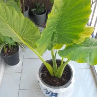 گل بابا آدم