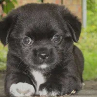 توله پاکوتا 4ماهه