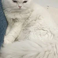 واگذاری گربه چشم دورنگ|گربه|قم, پردیسان|دیوار