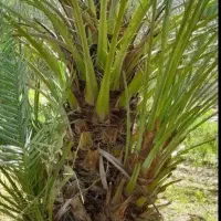 پاجوش خرما