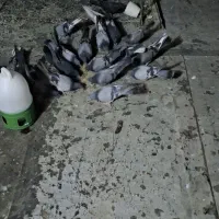 فروش چند عدد مفلق