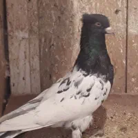 کله سیاه واکسی