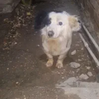 سگ پاکوتاه
