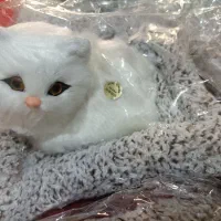 عروسک گربه موزیکال|اسباب‌‌بازی|اسلام‌شهر, شهرک سعیدیه|دیوار