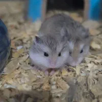 تخفیف ویژه روبروفسکی|موش و خرگوش|تهران, مینی‌سیتی (شهرک نفت)|دیوار