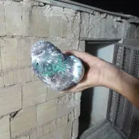 کفتر بد رنگ|پرنده|قم, شهرک مهدیه (مدرس)|دیوار