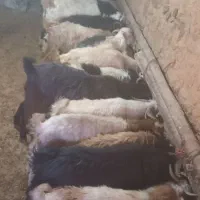 بزغاله نر و ماده فروشی گوشتی